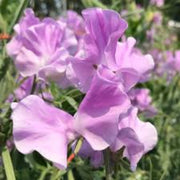 Lavender Sweet Pea Seeds