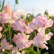 Light Pink Sweet Pea Seeds