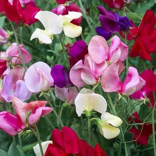 Multi-Color Sweet Pea Seeds