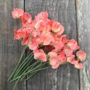 Peach Sweet Pea Seeds
