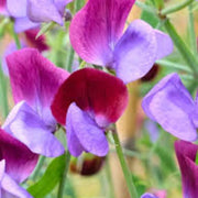 Pink Blue Sweet Pea Seeds