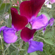 Pink Blue Sweet Pea Seeds