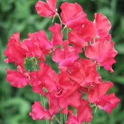 Red Sweet Pea Seeds