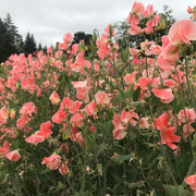 Candyfloss Sweet Pea Seeds