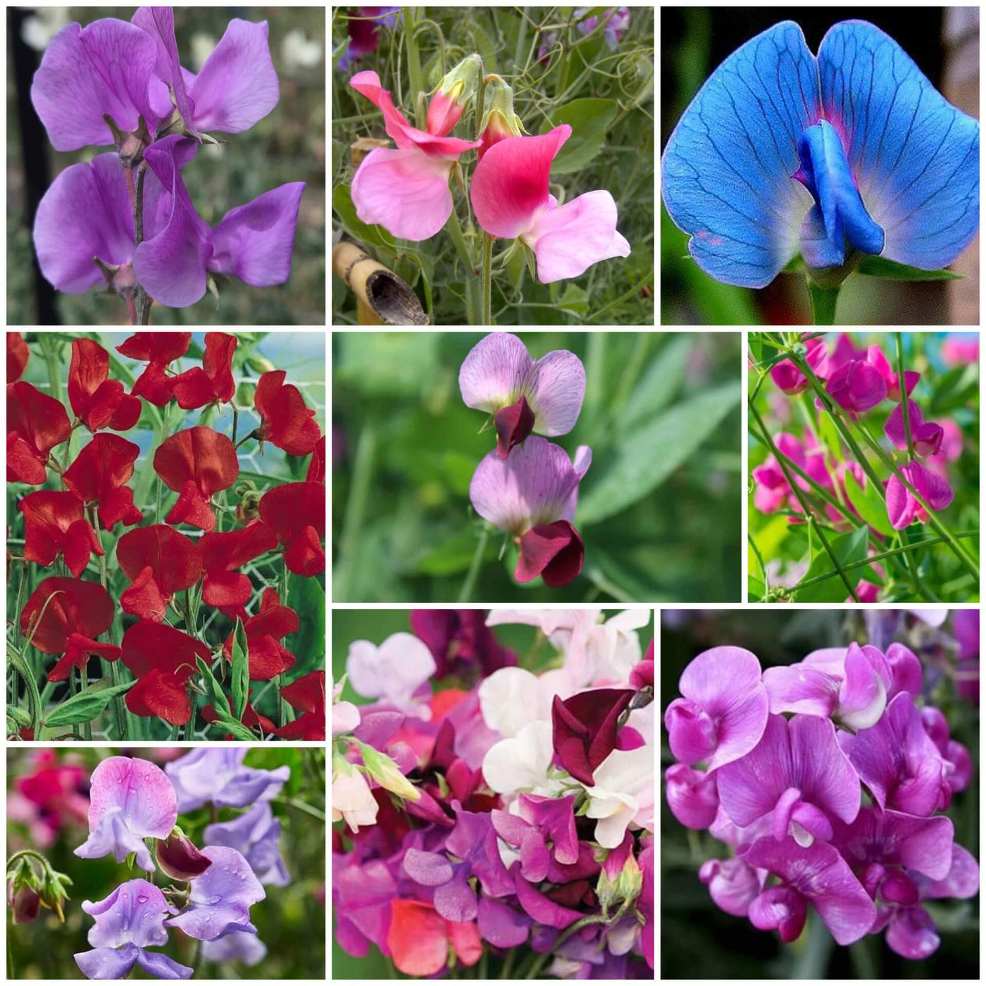 Sweet Seeds, Lathyrus odoratus Flower Seeds