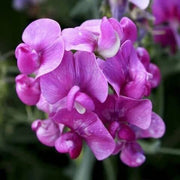 Sweet Seeds, Lathyrus odoratus Flower Seeds