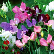 Heirloom Mixed Sweet Pea Seeds