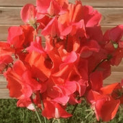 Red Sweet Pea Seeds