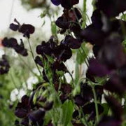Black Sweet Pea Seeds