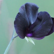 Black Sweet Pea Seeds