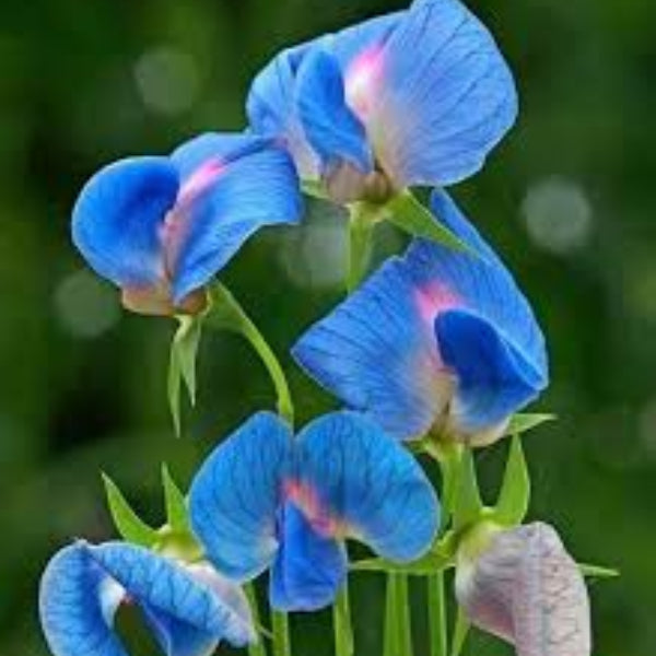 Blue Sweet Pea Seeds