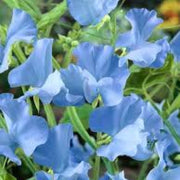 Blue Sweet Pea Seeds