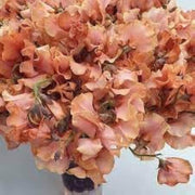 Brown Sweet Pea Seeds