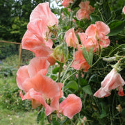 Candyfloss Sweet Pea Seeds