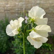 Cream Sweet Pea Seeds