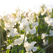 Cream Sweet Pea Seeds