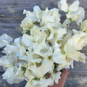 Cream Sweet Pea Seeds