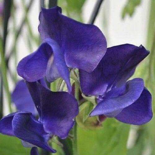 Deep Blue Sweet Pea Seeds