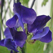 Deep Blue Sweet Pea Seeds