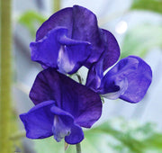 Deep Blue Sweet Pea Seeds