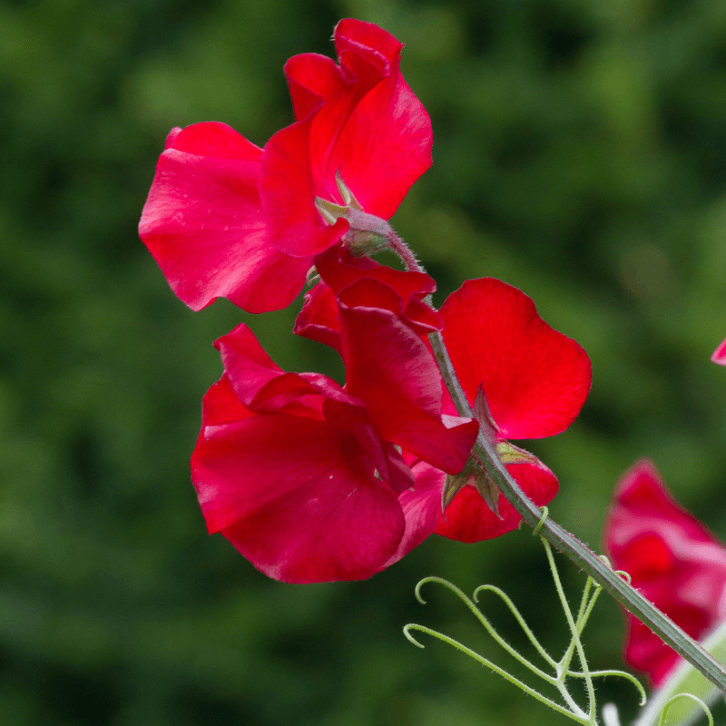 Deep Red Sweet Pea Seeds