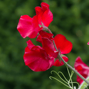 Deep Red Sweet Pea Seeds