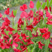 Deep Red Sweet Pea Seeds