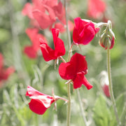 Deep Red Sweet Pea Seeds