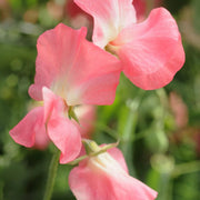 Elegance Watermelon Sweet Pea Seeds