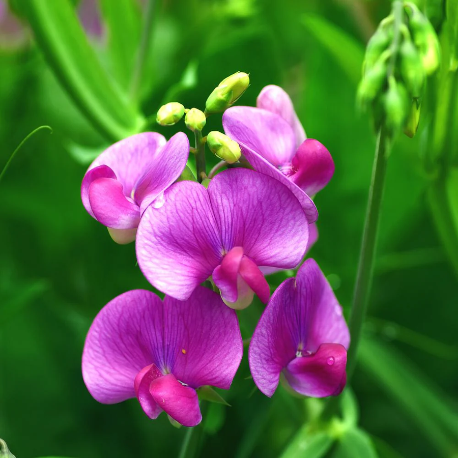 Fragrant Climbing Sweet Pea Seeds