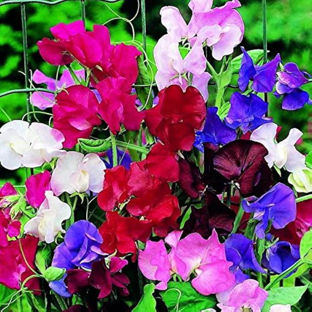 Heirloom Mixed Sweet Pea Seeds