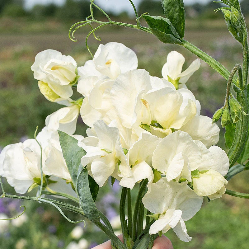 Jilly Sweet Pea Seeds