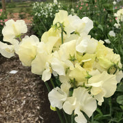 Jilly Sweet Pea Seeds