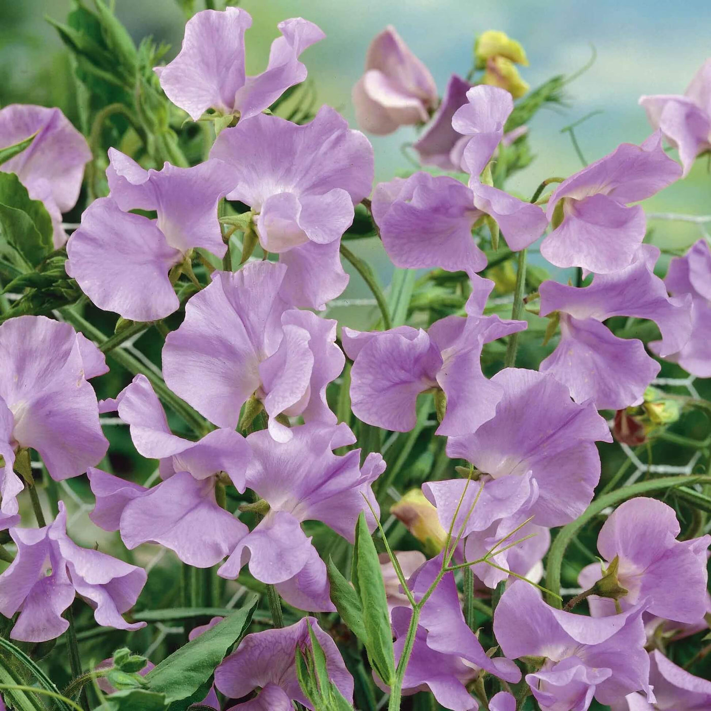 Lavender Sweet Pea Seeds