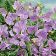 Lavender Sweet Pea Seeds