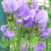 Lavender Sweet Pea Seeds