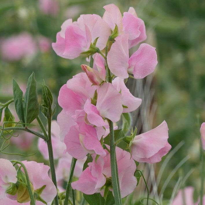 Light Pink Sweet Pea Seeds