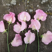 Light Pink Sweet Pea Seeds