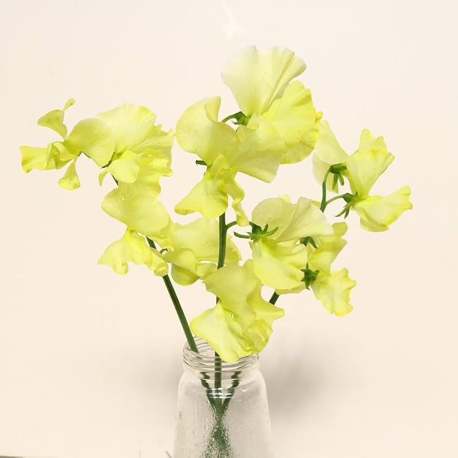 Light Yellow Sweet Pea Seeds