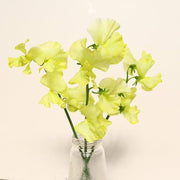 Light Yellow Sweet Pea Seeds