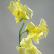 Light Yellow Sweet Pea Seeds