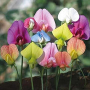 Multi-Color Sweet Pea Seeds
