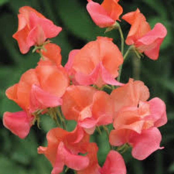 Orange Sweet Pea Seeds