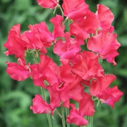 Orange Sweet Pea Seeds