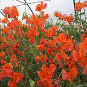 Orange Sweet Pea Seeds