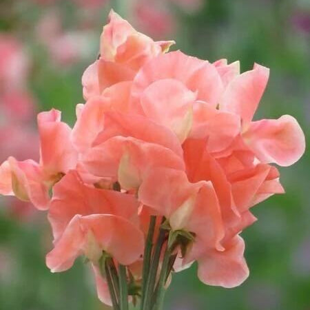 Peach Sweet Pea Seeds
