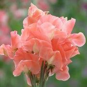 Peach Sweet Pea Seeds