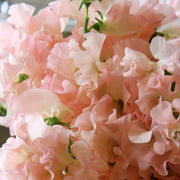 Peach Sweet Pea Seeds