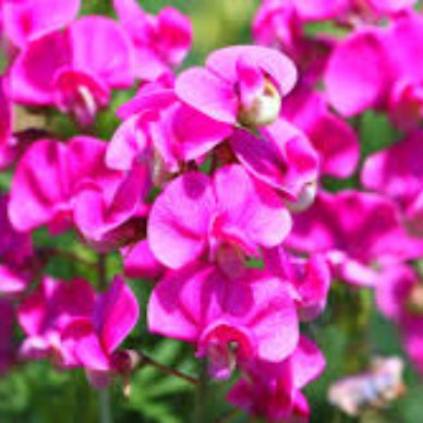 Pink Sweet Pea Seeds