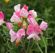 Pink Sweet Pea Seeds